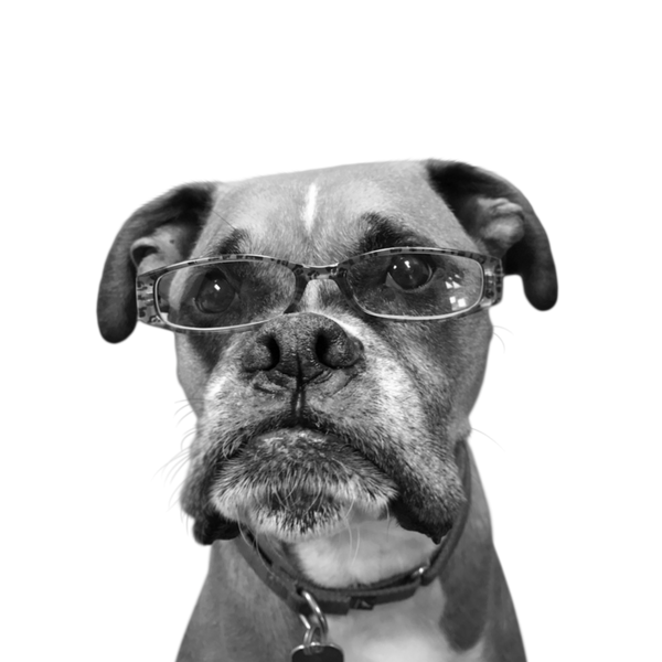 Boxer portrait in Black & White style &mdash; custom pet portrait