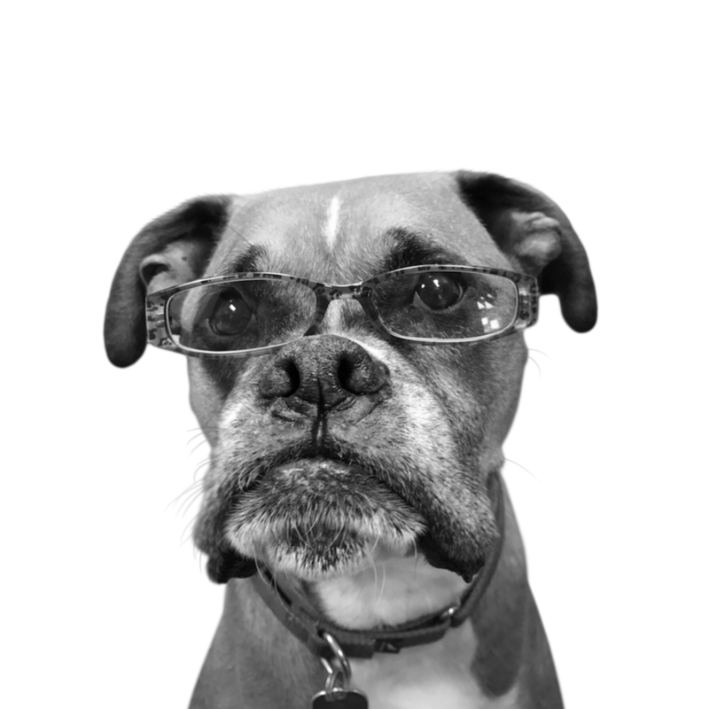 Custom boxer portrait from photo