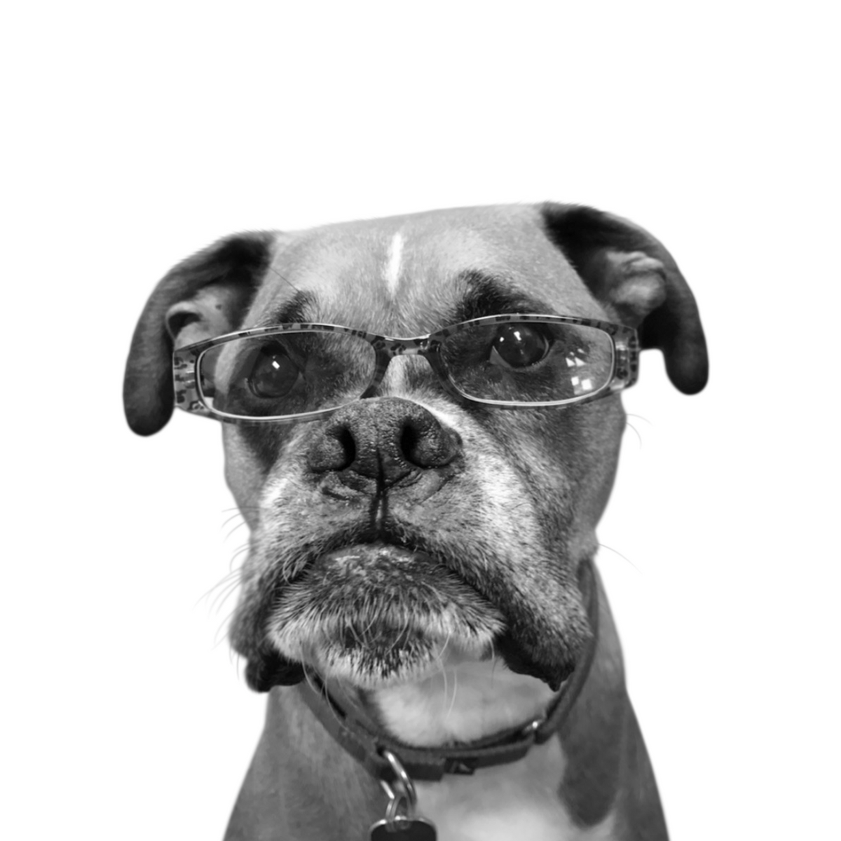 Custom boxer portrait from photo