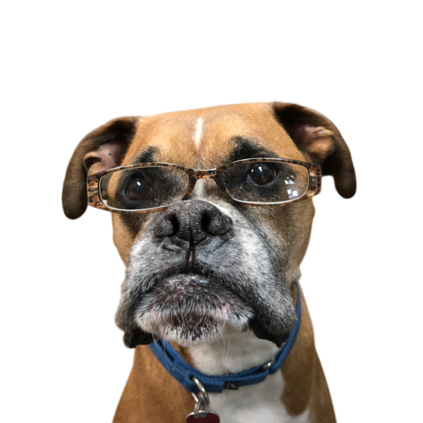 Boxer portrait in Color style &mdash; custom pet portrait