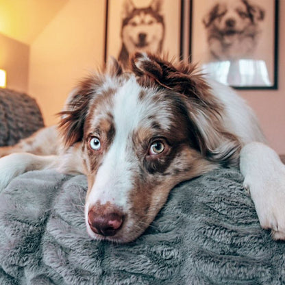 Pet Portrait in Black Frame