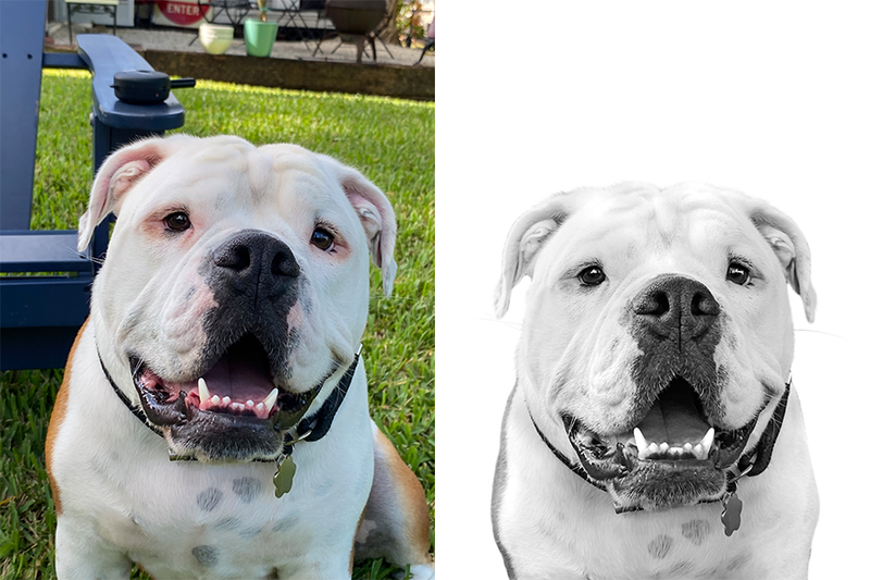 Custom English bulldog portrait from photo
