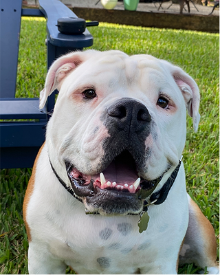 Original pet photo