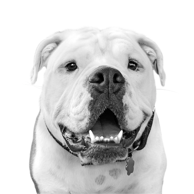 Custom English bulldog portrait