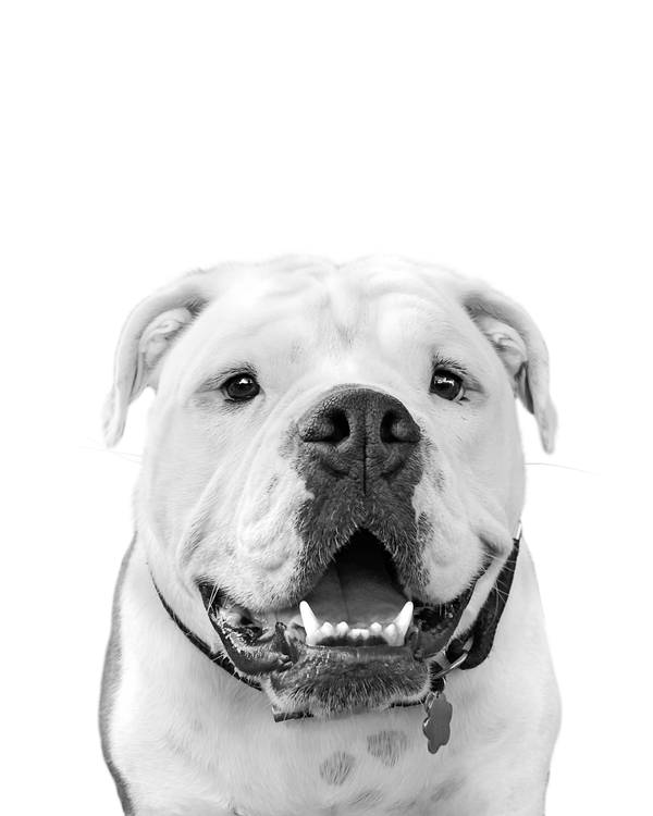 English Bulldog portrait in Black & White style &mdash; custom pet portrait