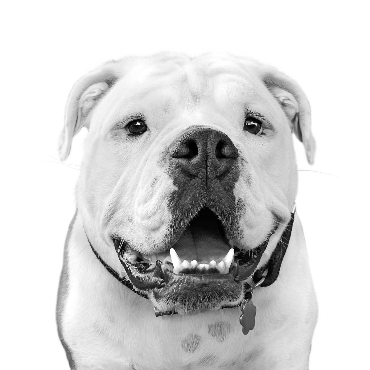 Custom English bulldog portrait from photo