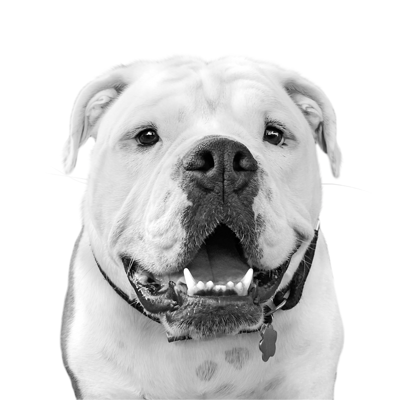 Custom English bulldog portrait from photo