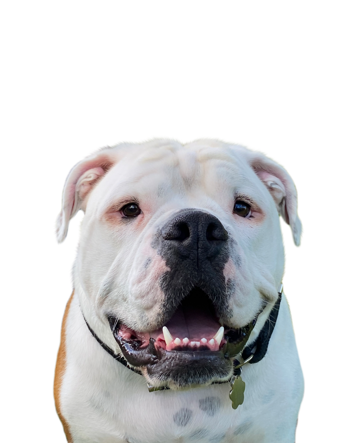 English Bulldog portrait in Color