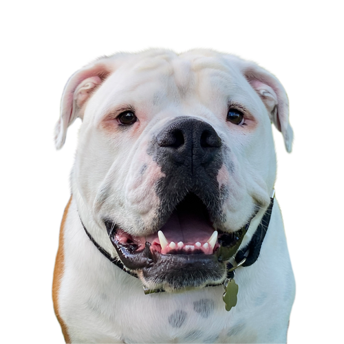 Color pet memorial portrait style