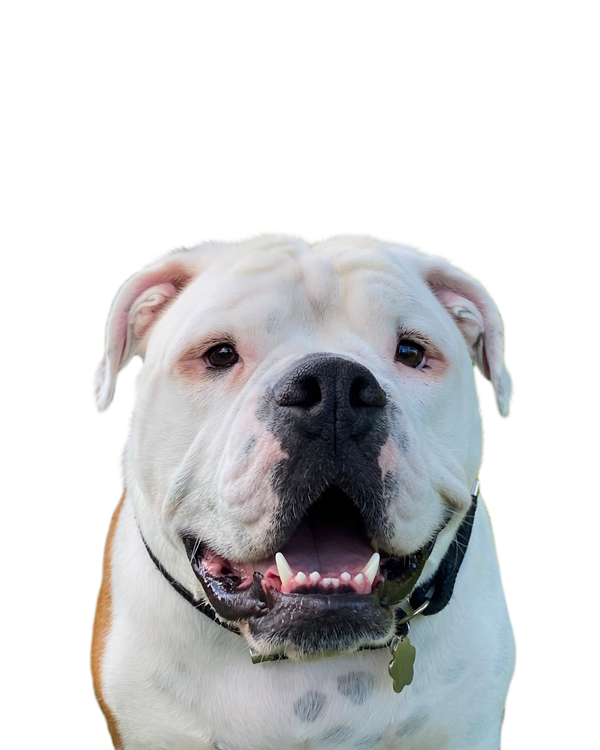 English Bulldog portrait in Color style &mdash; custom pet portrait