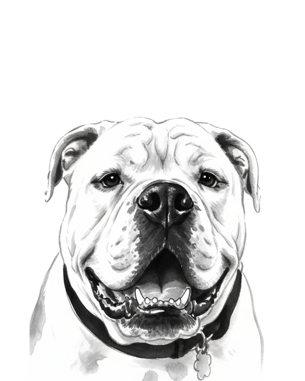 English Bulldog portrait in Ink Wash style &mdash; custom pet portrait