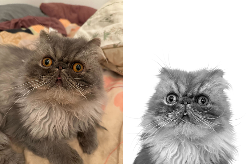 Custom cat portrait from photo