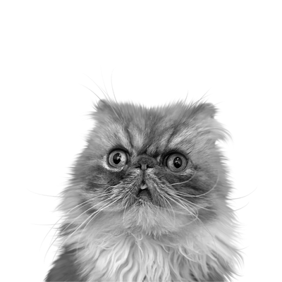 Custom cat portrait