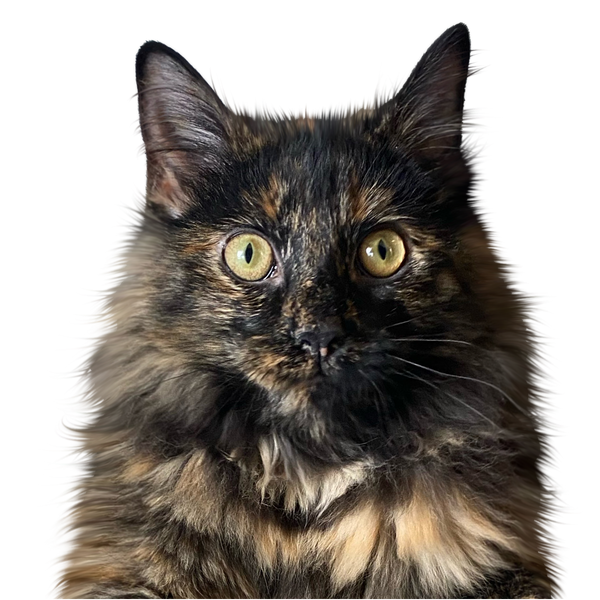 Cat portrait in Color style