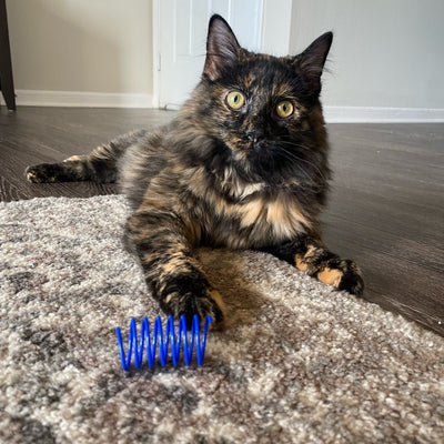 The phone photo Charley's pet parent sent in