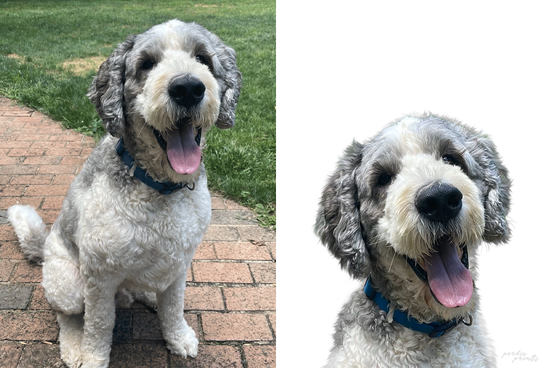 Color custom pet portrait example showing vibrant true-to-life detail