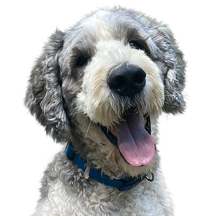 Custom color pet portrait from photo showing vibrant true-to-life detail
