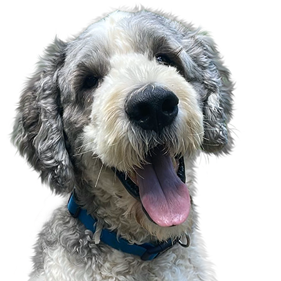 Color custom pet portrait example showing vibrant true-to-life detail