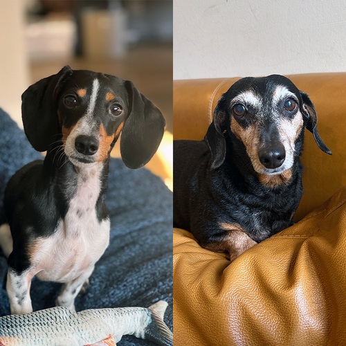 Individual clear photos of each pet combined into multi-pet portrait