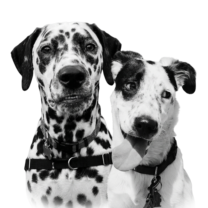 A pet portrait in Black & White