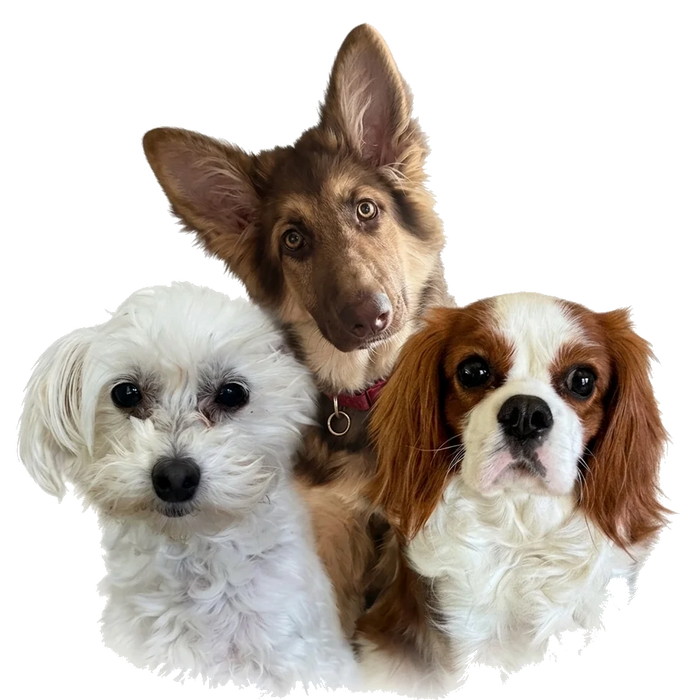 A pet portrait in Color