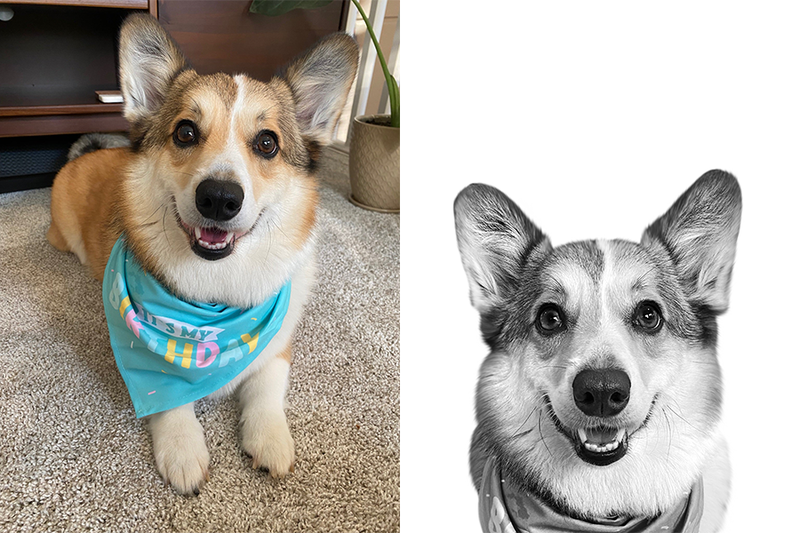 Custom corgi portrait from photo