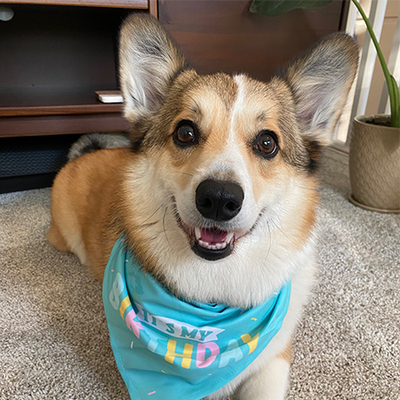 Corgi