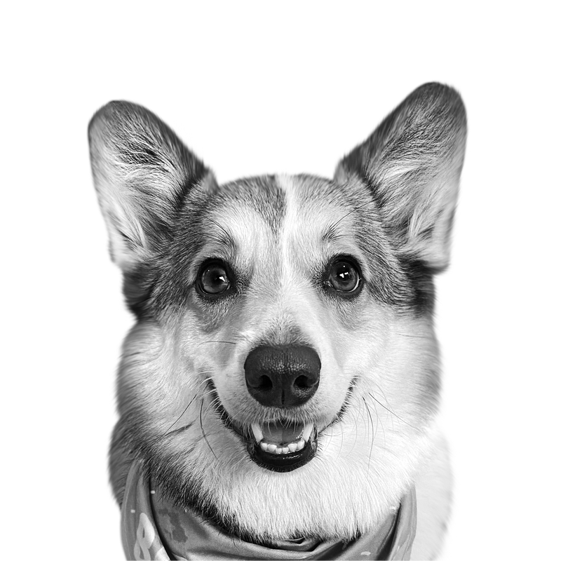 Custom corgi portrait from photo
