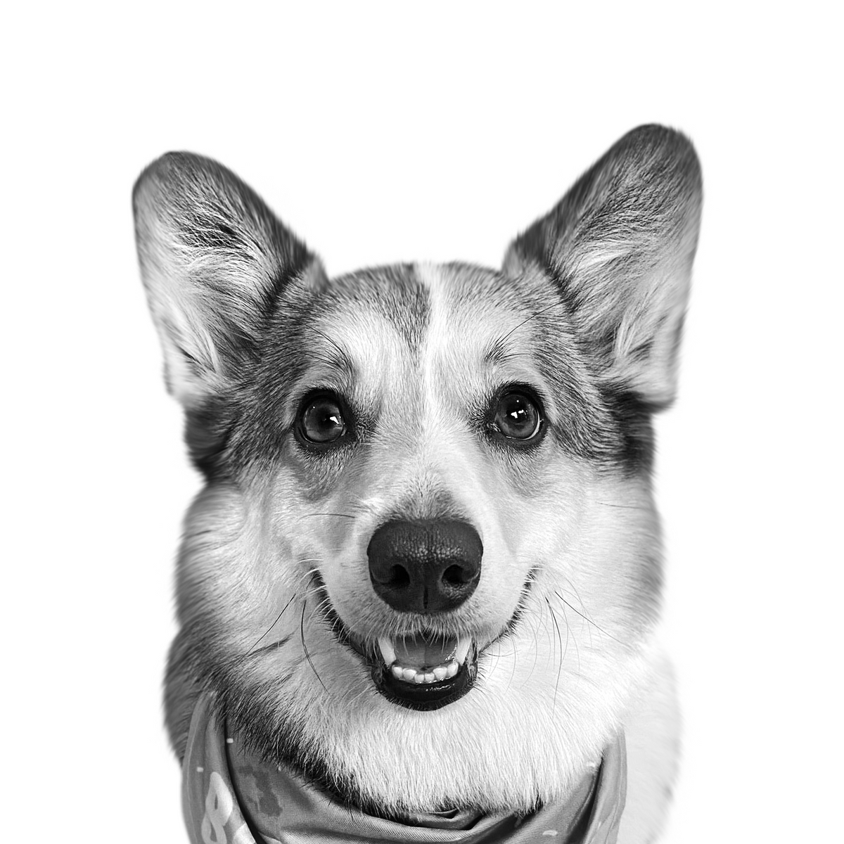 Custom corgi portrait from photo