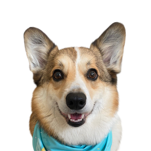 Corgi portrait in Color style &mdash; custom pet portrait