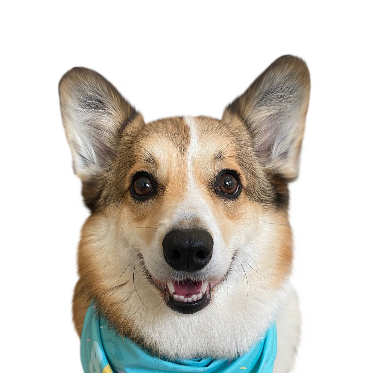 Corgi portrait in Color