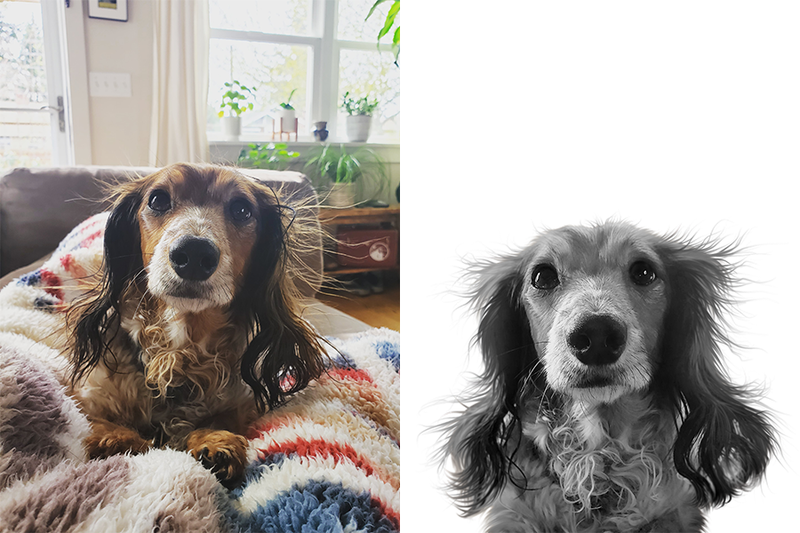 Custom dachshund portrait from photo
