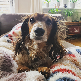 Original pet photo
