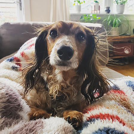 Dachshund