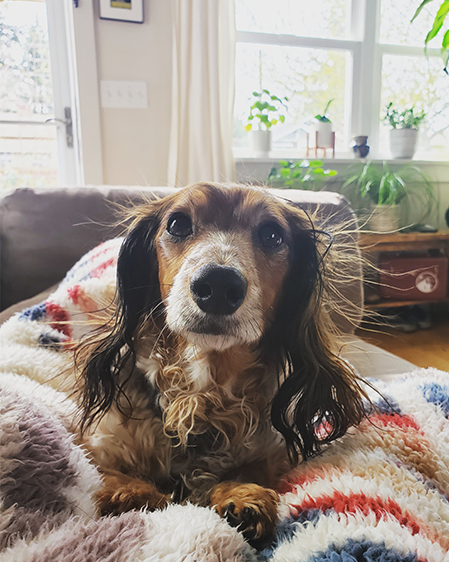 Original pet photo
