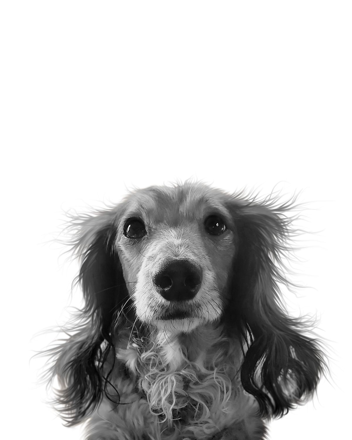 Dachshund portrait in Black & White