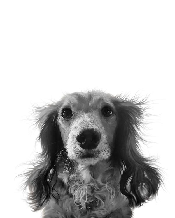 Dachshund portrait in Black & White style &mdash; custom pet portrait
