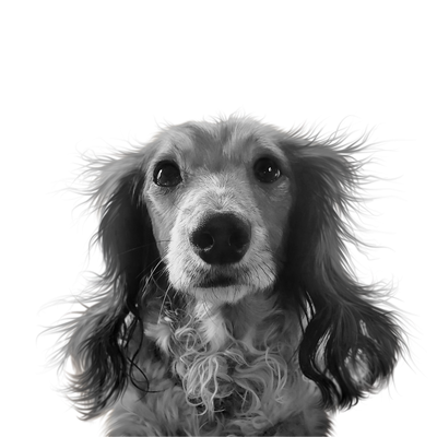 Custom dachshund portrait