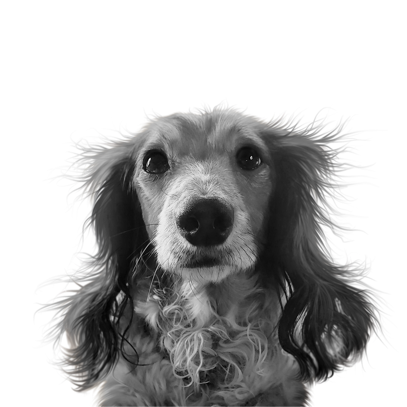 Custom dachshund portrait from photo
