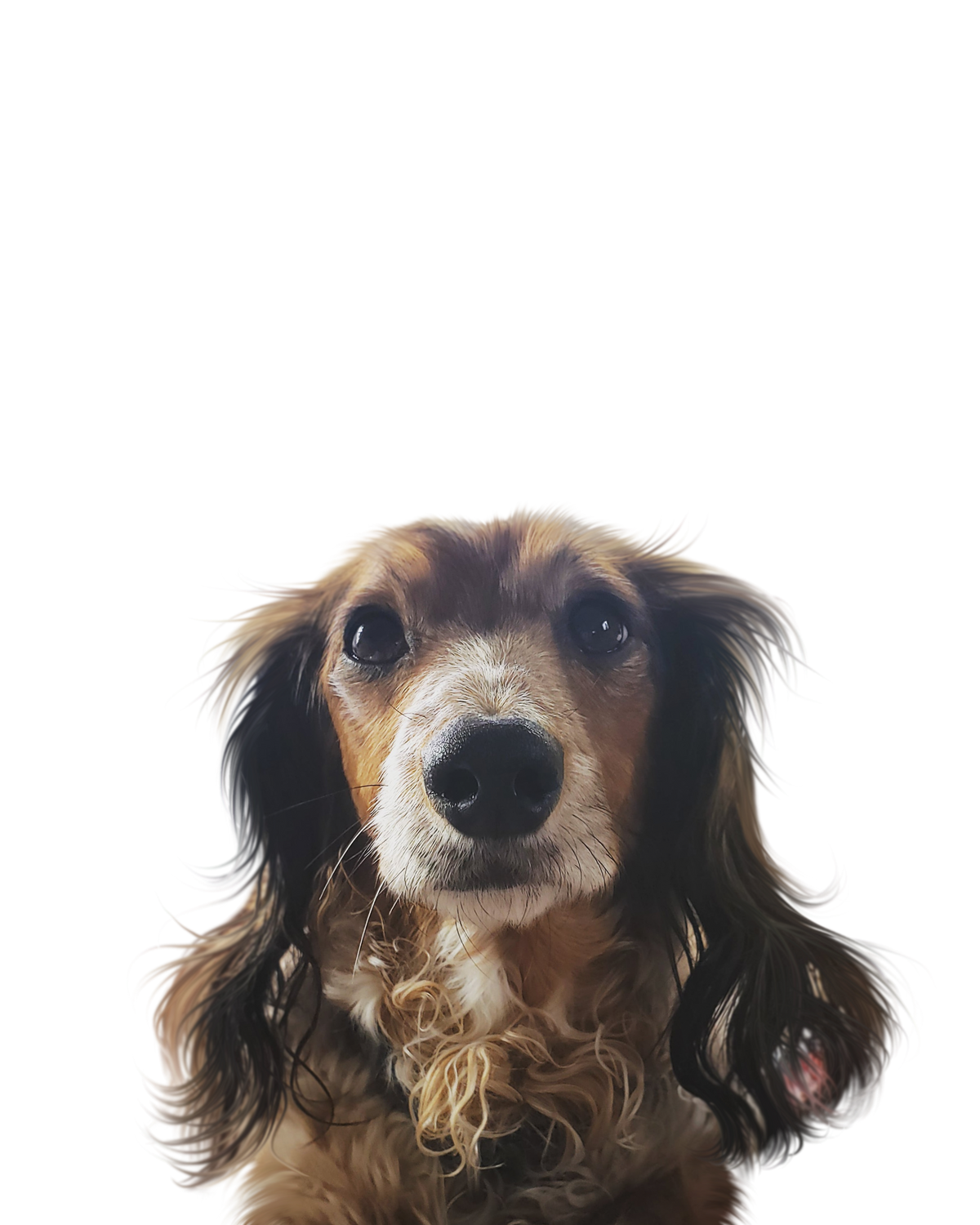 Dachshund portrait in Color