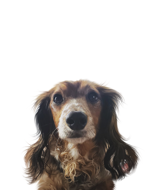 Dachshund portrait in Color style &mdash; custom pet portrait