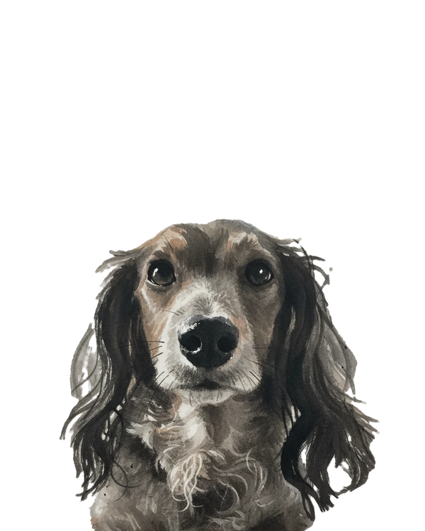 Dachshund portrait in Ink Wash style &mdash; custom pet portrait