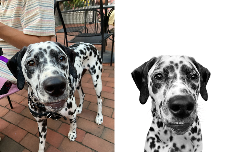 Custom dalmatian portrait from photo