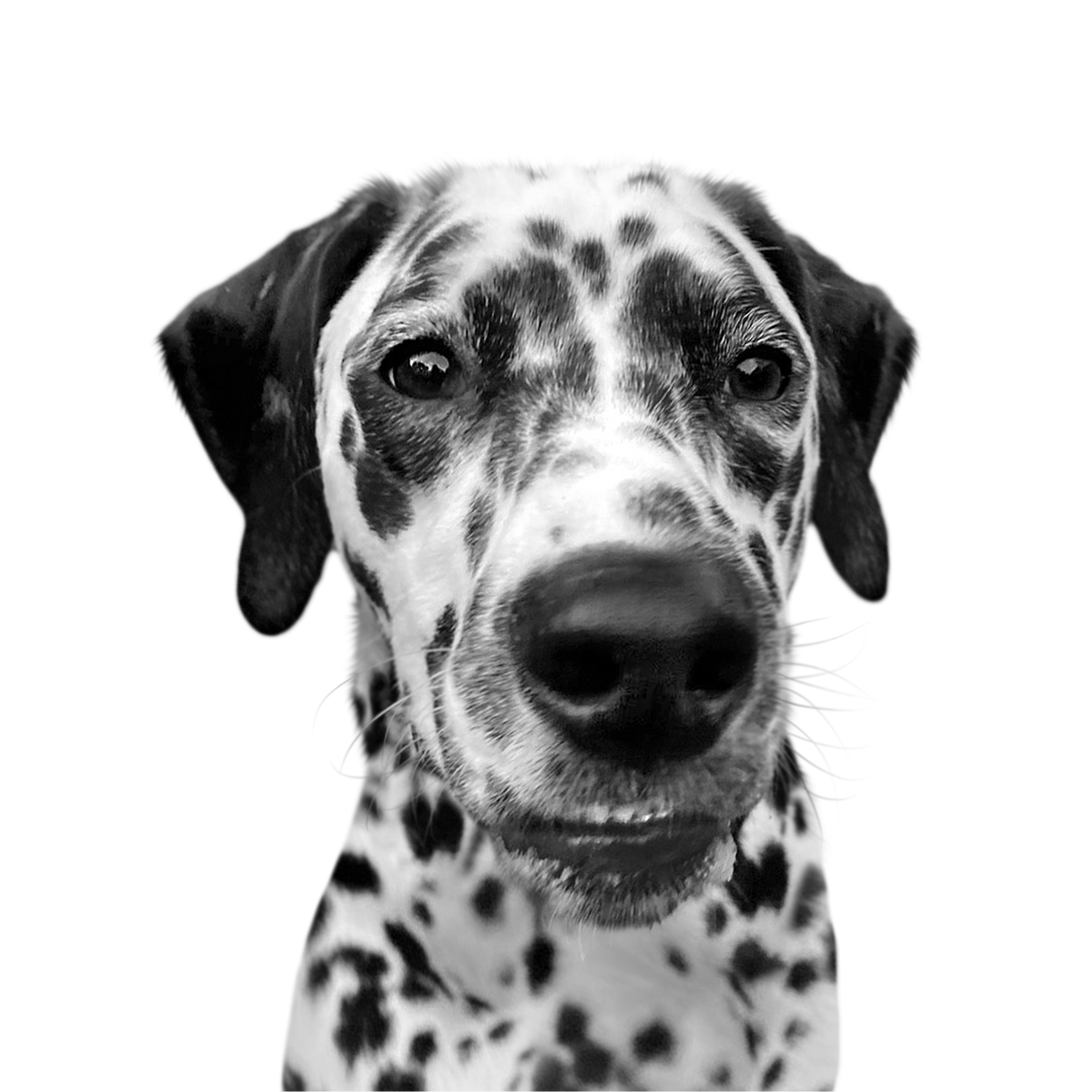 Custom dalmatian portrait from photo