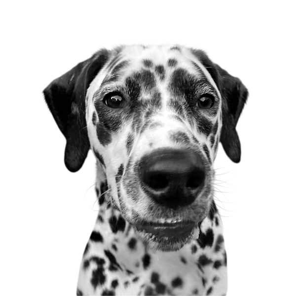 Dalmatian portrait in Black & White style &mdash; custom pet portrait