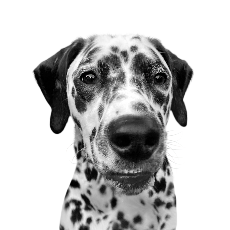 Custom dalmatian portrait from photo