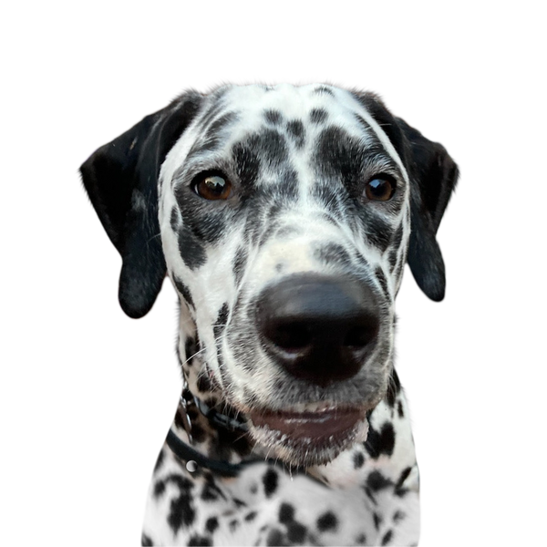 Dalmatian portrait in Color style &mdash; custom pet portrait