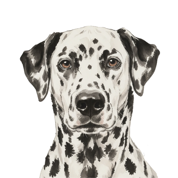 Dalmatian portrait in Ink Wash style &mdash; custom pet portrait