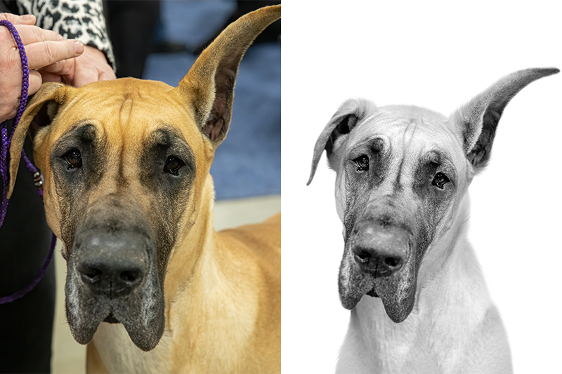 Custom Great Dane portrait from photo