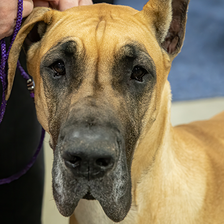 Great Dane